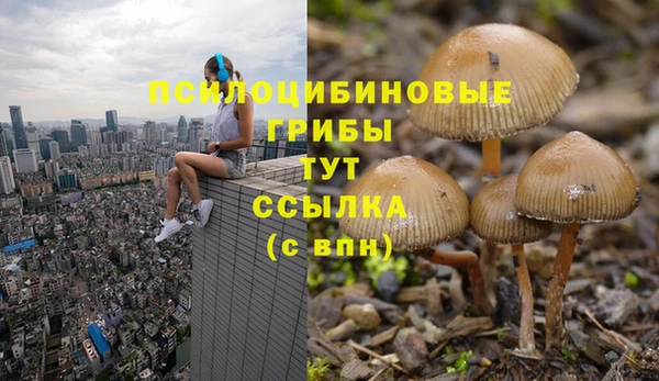 прущие грибы Елабуга
